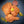 Load image into Gallery viewer, BTC &quot;The Chicken Duo&quot; Mix (2 Pack)
